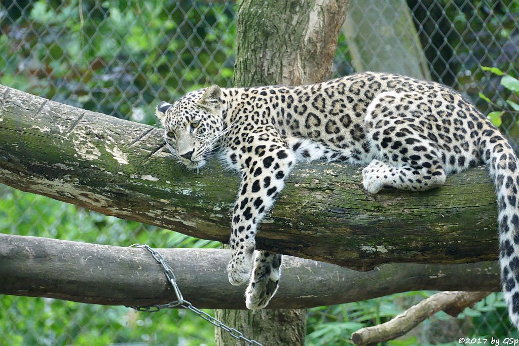 Nordpersischer Leopard (Afghanischer Leopard)