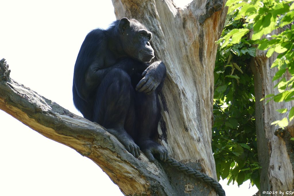 Ostafrikanischer Schimpanse