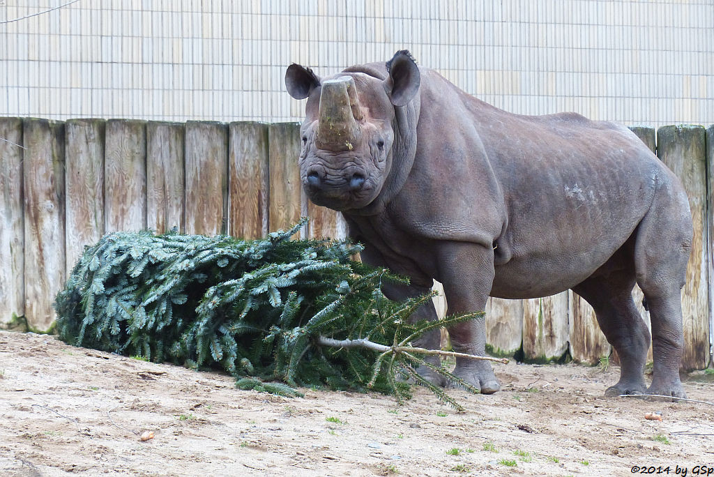 Spitzmaulnashorn TSORORO