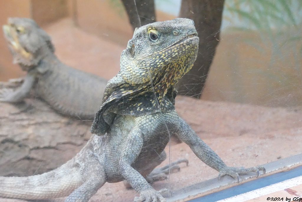 Kragenechse (Kragenagame), Bartagame (Westliche Bartagame, Streifenkopf-Bartagame)