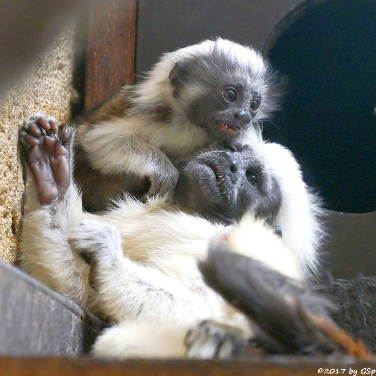 Lisztäffchen (Lisztaffe, Pinchéaffe), Jungtiere geb. am 10.04.17 (6 1/2 Wochen)