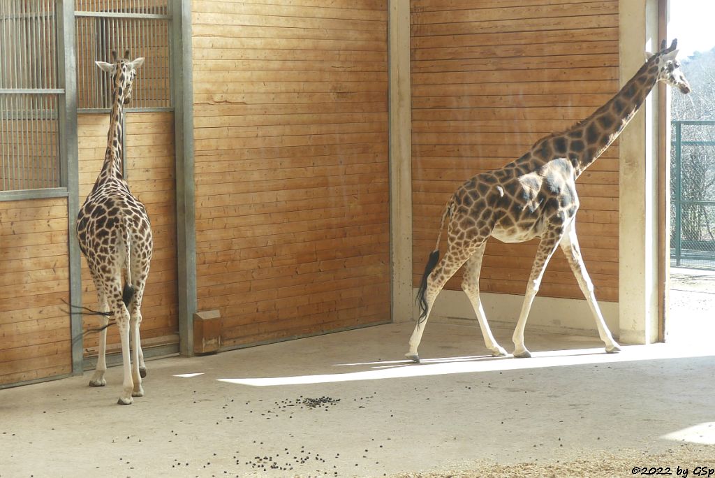 Rothschildgiraffe (Uganda-Giraffe, Baringo-Giraffe)