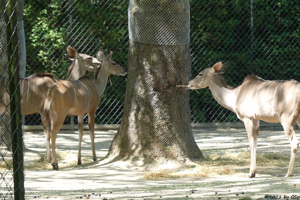 Großer Kudu