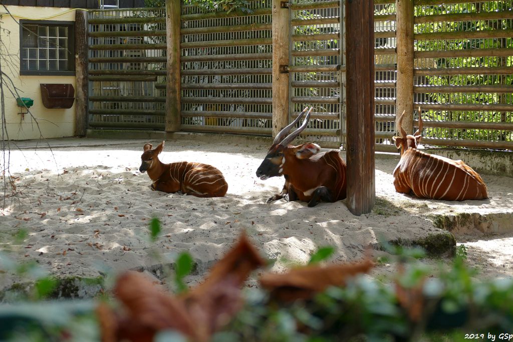 Östlicher Bongo (Kenia-Bongo, Bergbongo)