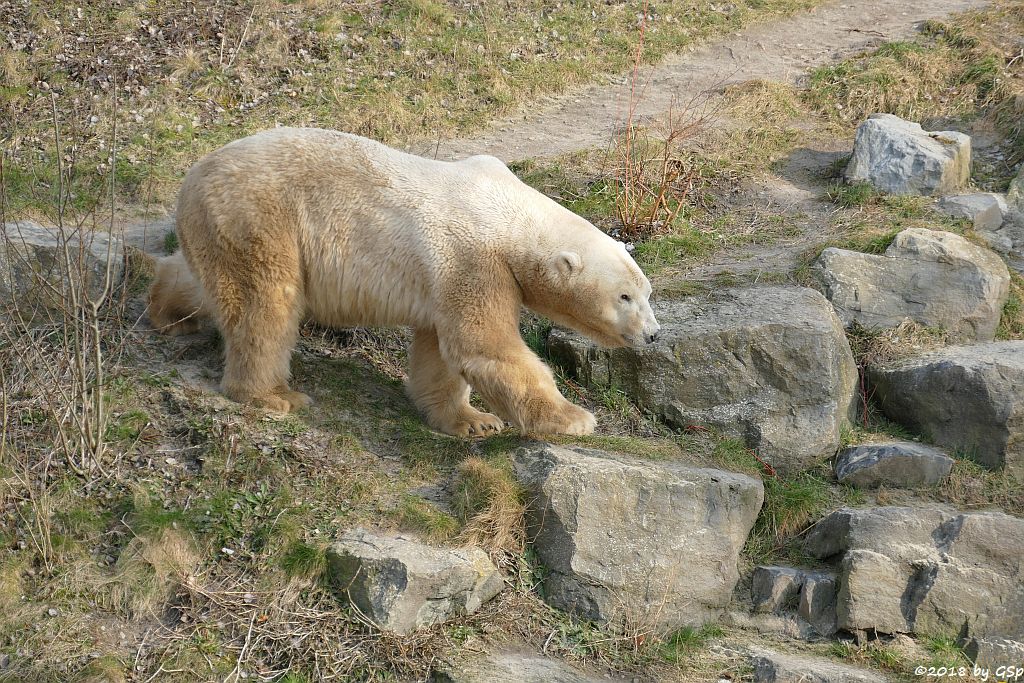 Eisbär (Polarbär)