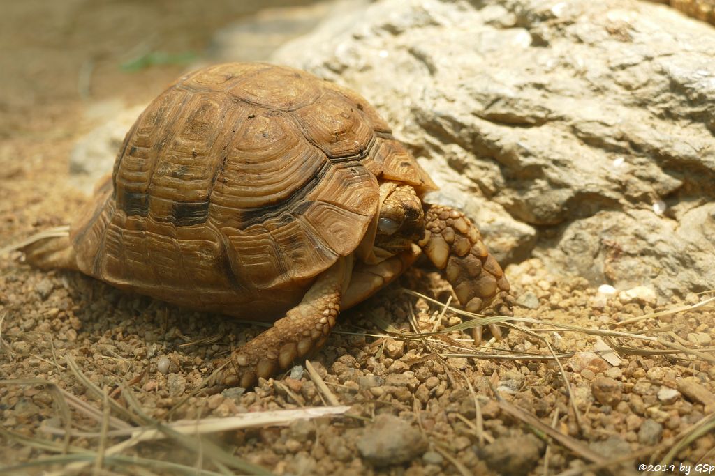 Ägyptische Landschildkröte