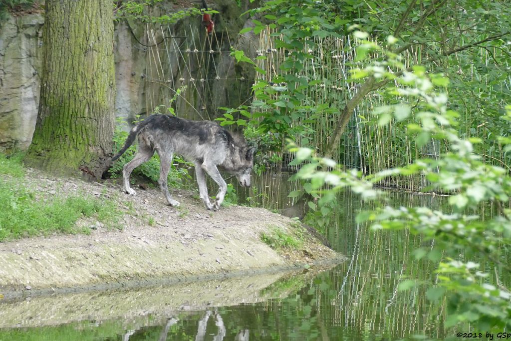 Westlicher Timberwolf (Mackenzie-Valley-Wolf)