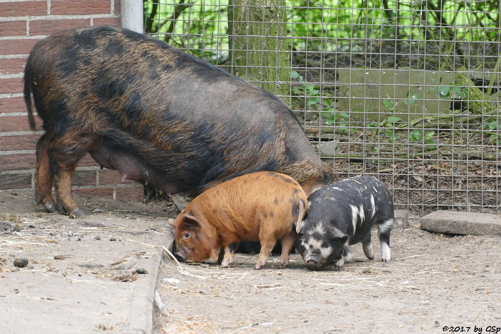 Kune-Kune-Schwein (Maori-Native)