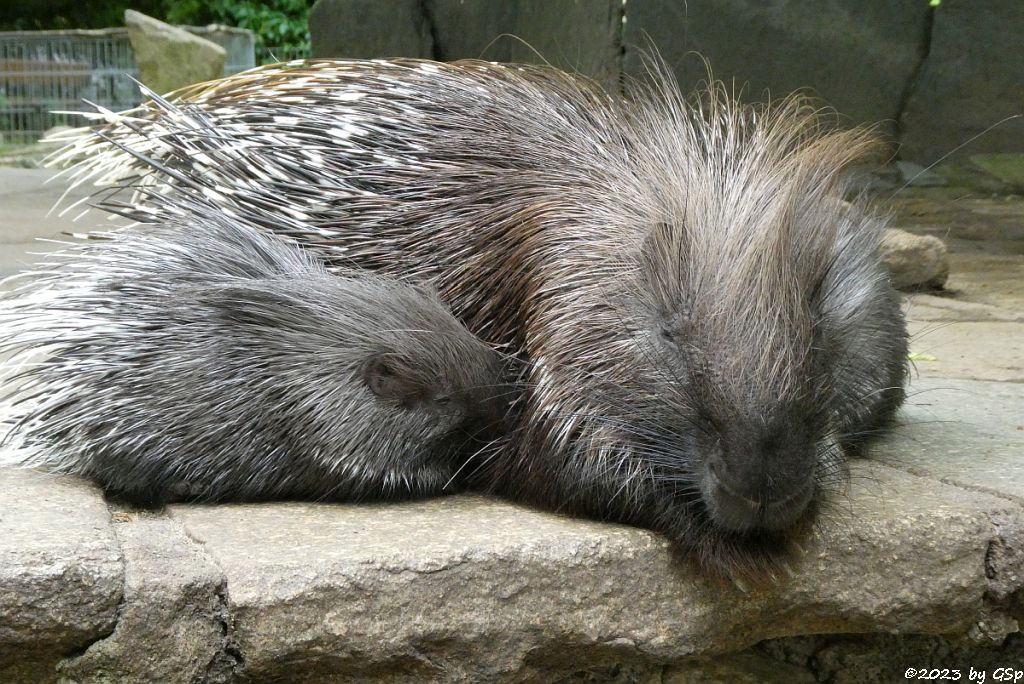 Weißschwanz-Stachelschwein (Indisches Stachelschwein), Jungtiere geb. am 2.4..23