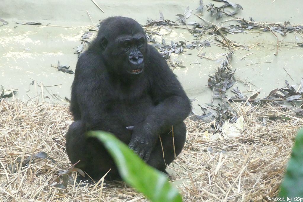 Westlicher Flachlandgorilla (Westlicher Gorilla)