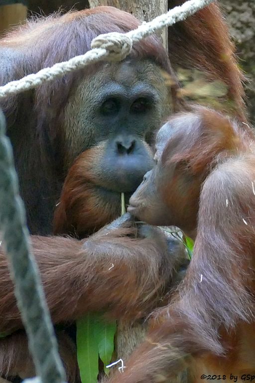 Sumatra-Orang-Utan KEMBALI und SAYANG