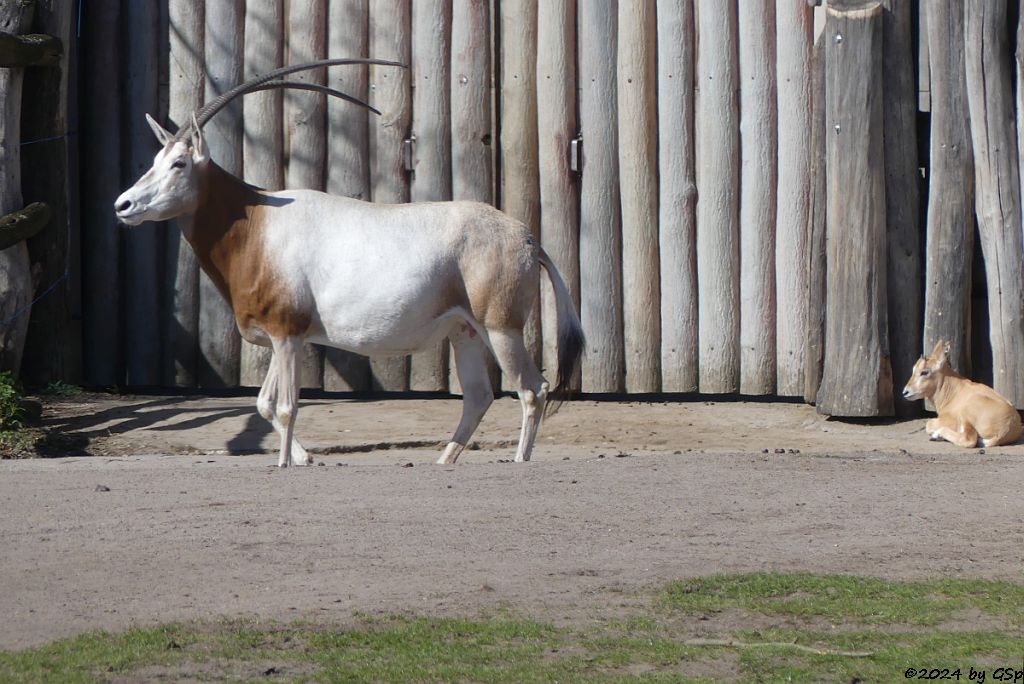 Säbelantilope