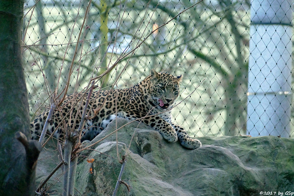 Nordpersischer Leopard (Afghanischer Leopard)