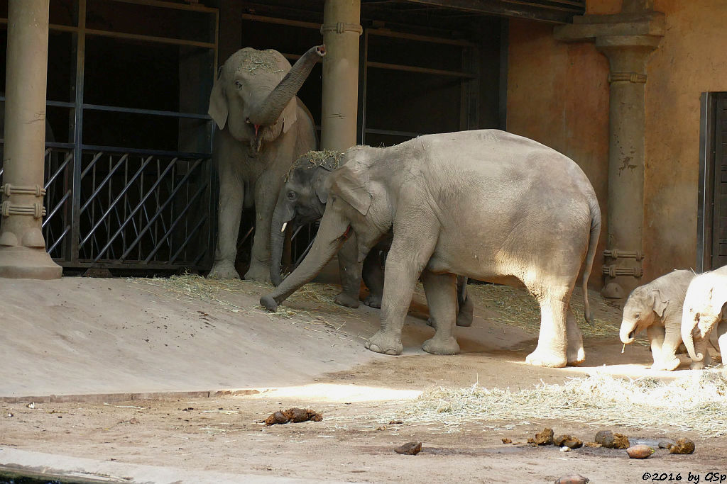 YASHODA, ASSAM, KANDY, KANJA, ANJULI