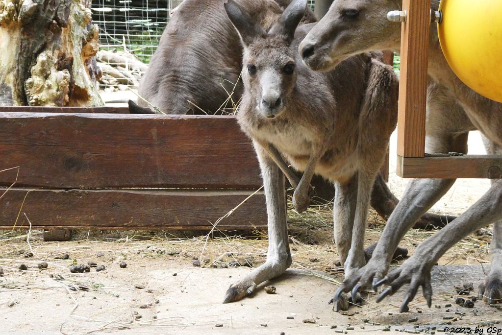 Östliches Graues Riesenkänguru