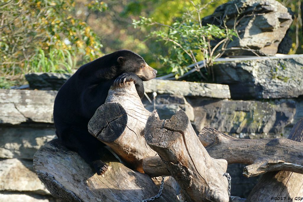 Malaienbär