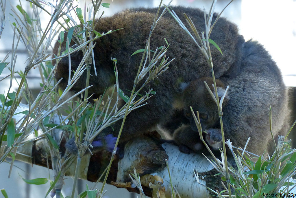 Großer Bambuslemur, Jungtier geb. am 4.7.14