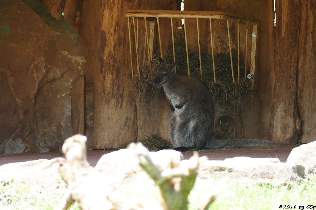 Bennettkänguru