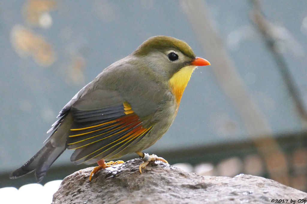 Sonnenvogel (Chinesische Nachtigall)