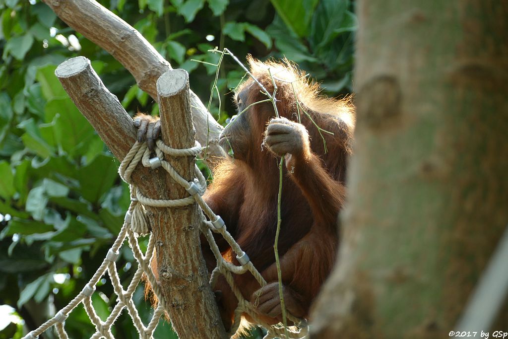 Sumatra-Orang-Utan