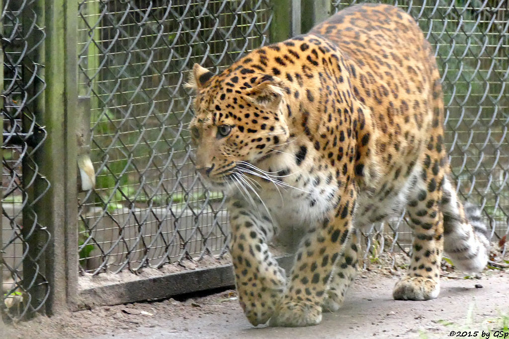 Chinaleopard (Nordchinesischer Leopard)