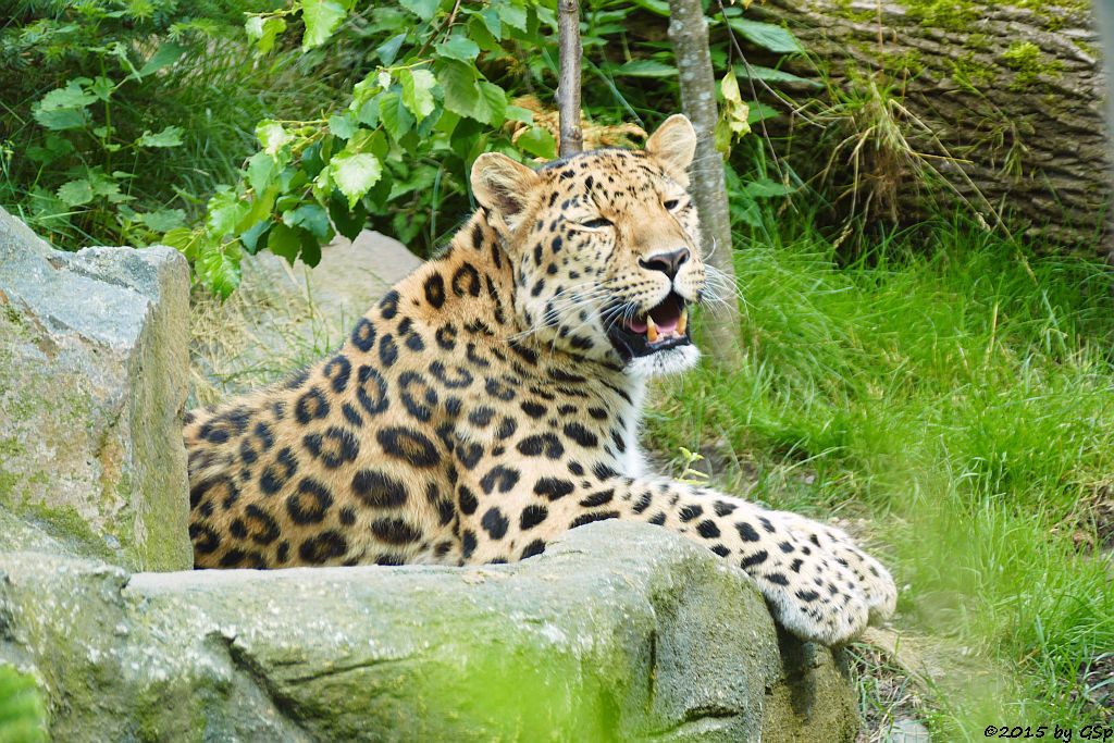 Amurleopard