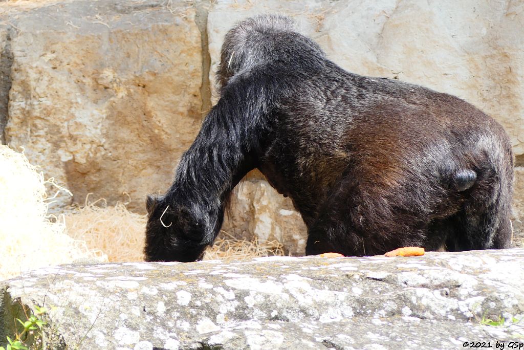 Flachlandgorilla FATOU (64 J.)