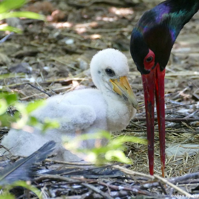 Schwarzstorch, Küken geschl. 20.6.19