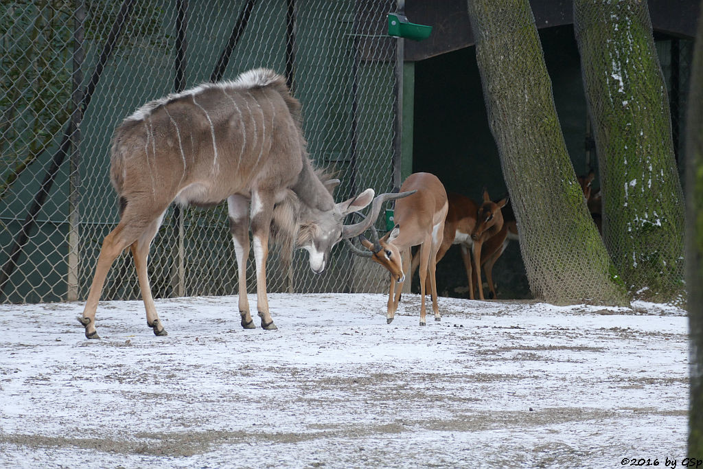 Großer Kudu, Impala