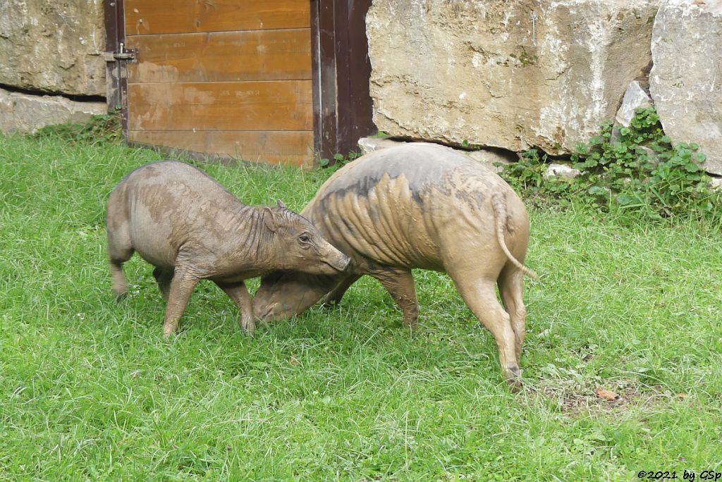 Sulawesi-Hirscheber (Celebes-Hirscheber, Sulawesi-Babyrusa)