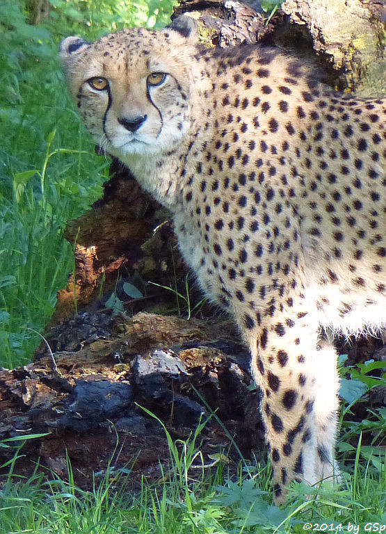 Südafrikianischer Gepard