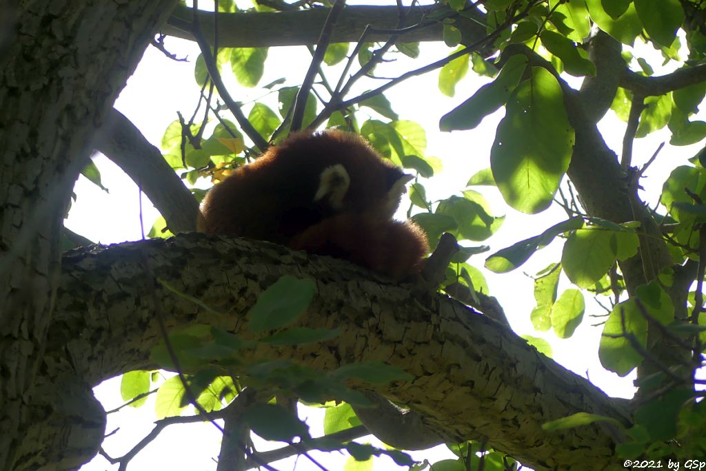 Westlicher Kleiner Panda (Westlicher Katzenbär, Nepalesischer Roter Panda)