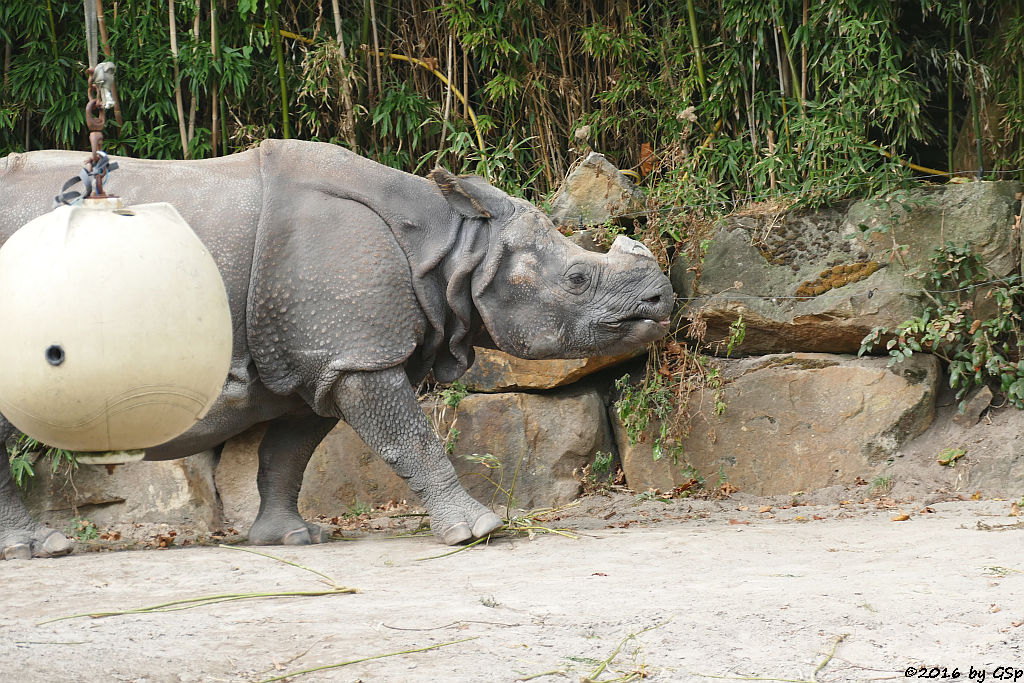 Panzernashorn