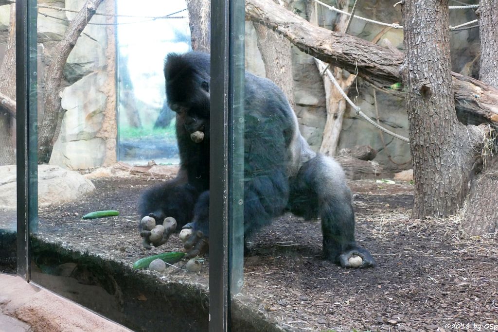 Flachlandgorilla VIATU