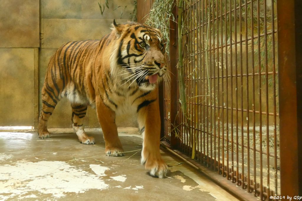 Sumatratiger