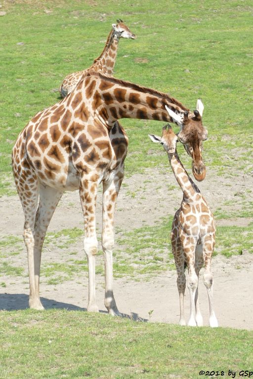 Rothschildgiraffe (Uganda-Giraffe, Baringo-Giraffe)