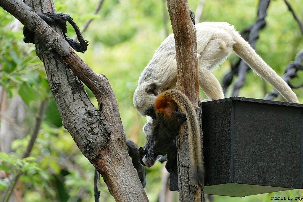 Rotschwänziger Kaiserschnurrbarttamarin, Schwarzer Brüllaffe