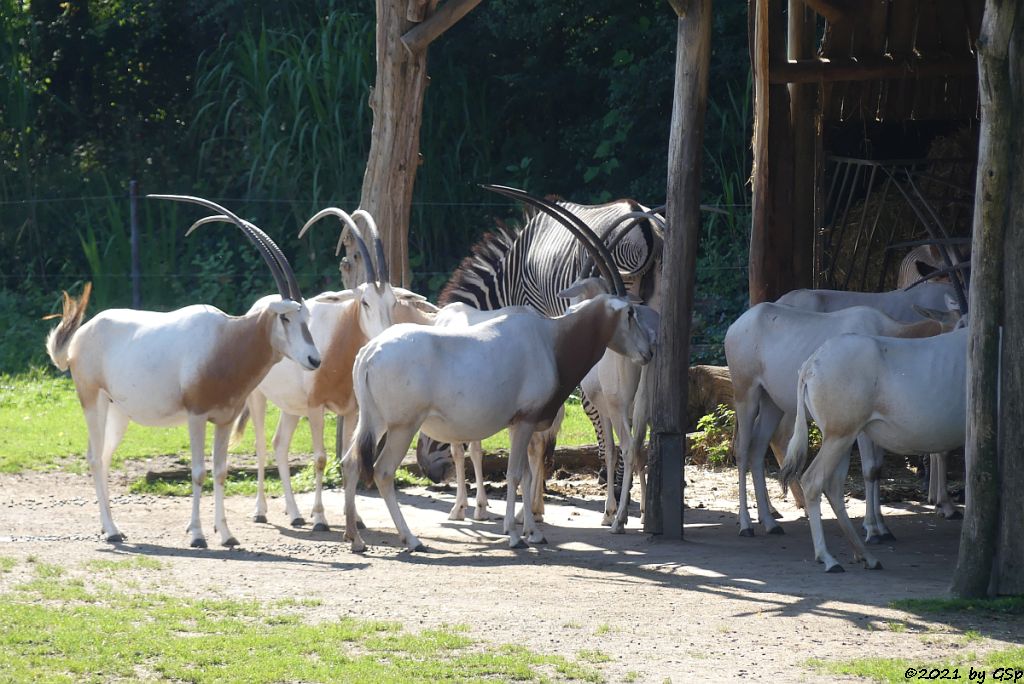 Säbelantilope, Grévy-Zebra