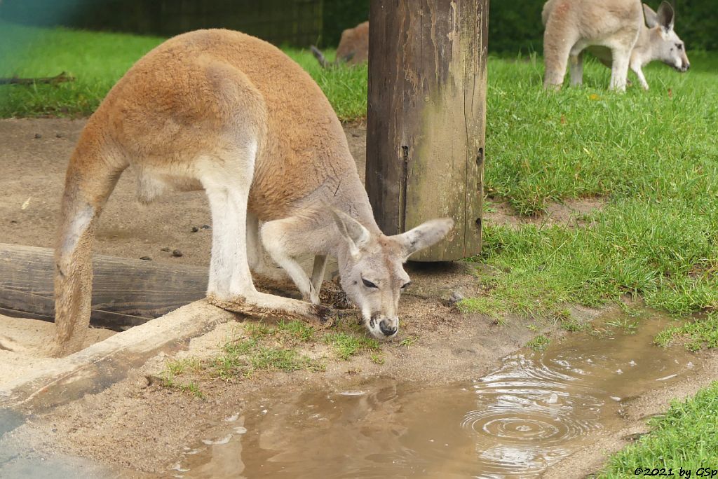 Rotes Riesenkänguru