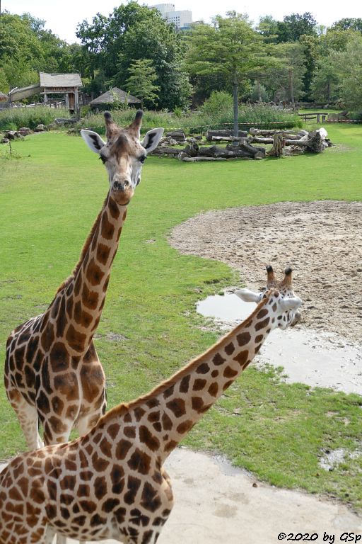 Rothschildgiraffe (Uganda-Giraffe, Baringo-Giraffe)