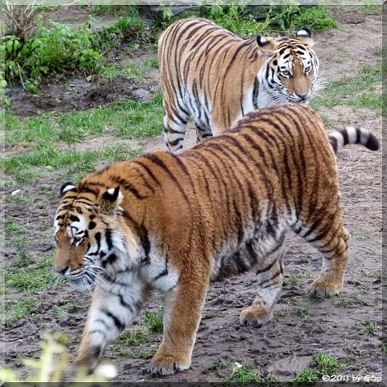 Sibirische Tiger ALTAI und HANYA