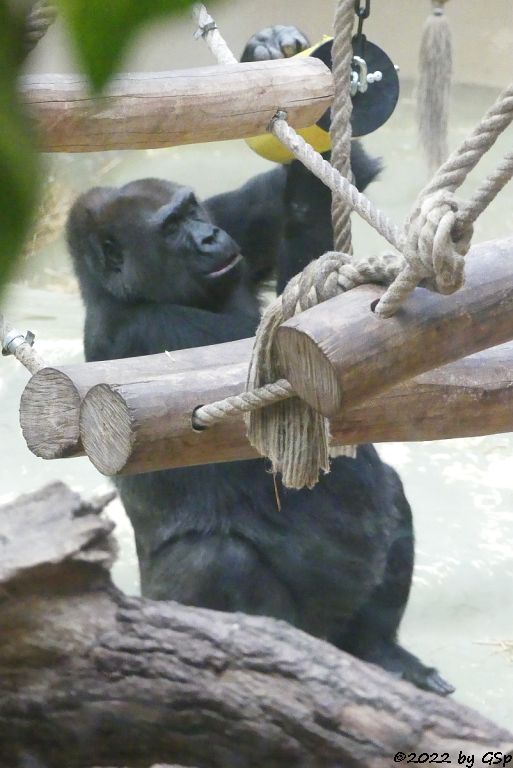 Westlicher Flachlandgorilla (Westlicher Gorilla)