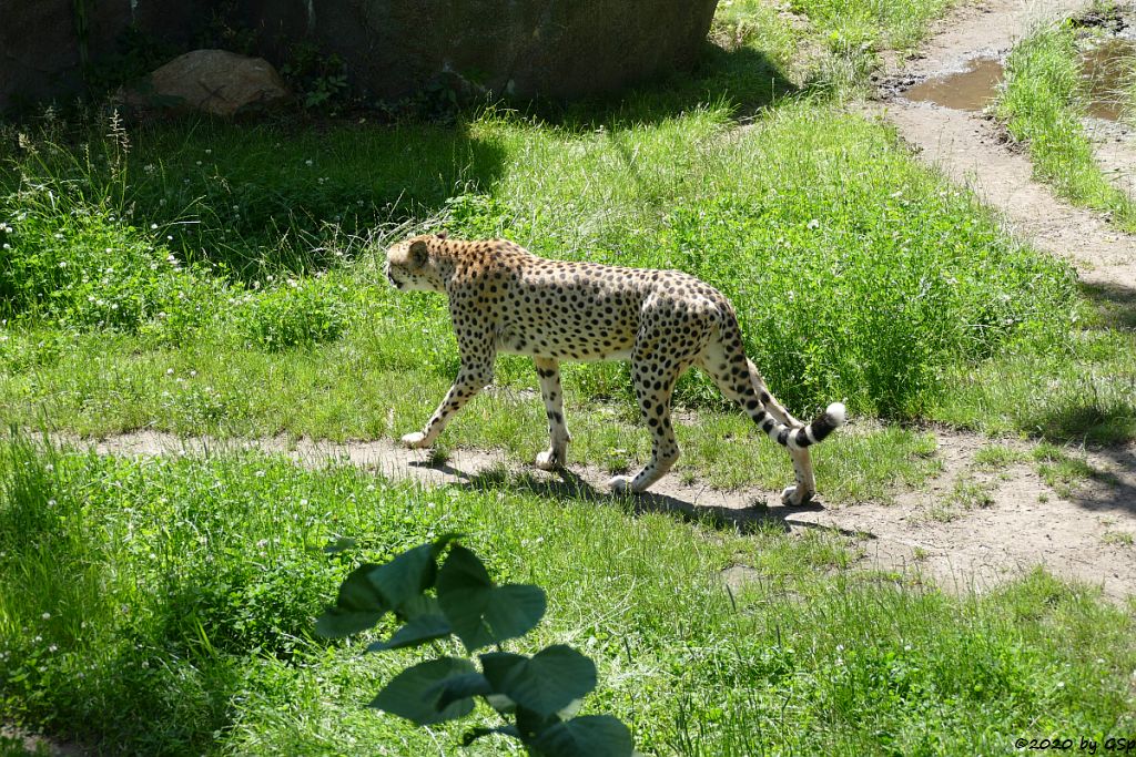 Südafrikanischer Gepard