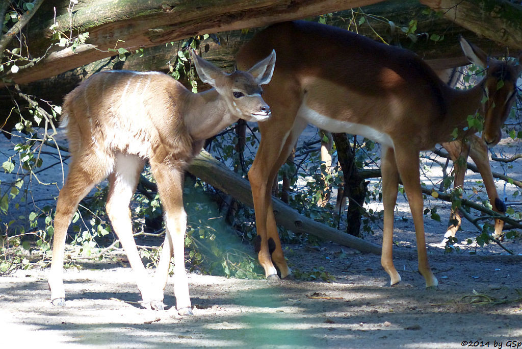 Großer Kudu, Jungtier geb. am 14.08.14 und Impala