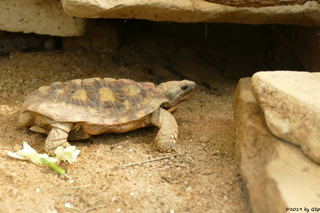 Spaltenschildkröte