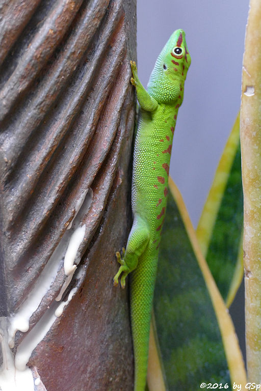 Großer Taggecko (Großer Madagaskar-Taggecko)