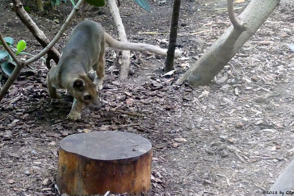 Fossa (Frettkatze)