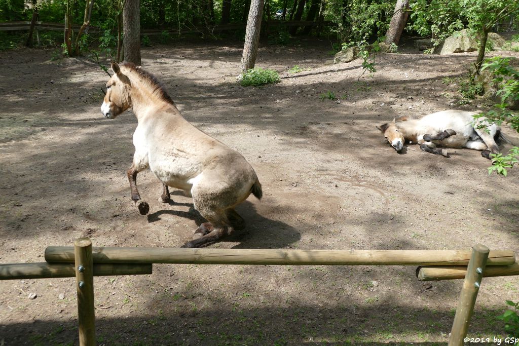 Przewalskipferd (Przewalski-Urwildpferd, Asiatisches Wildpferd)