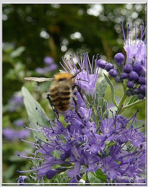 Hummel