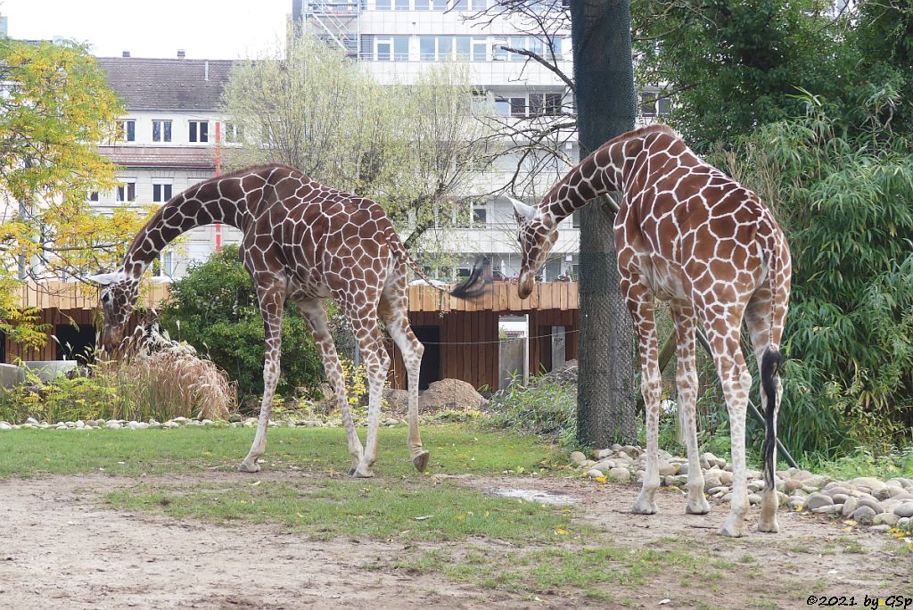 Netzgiraffe